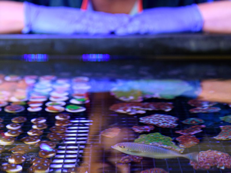 Monsoon Aquatics - Image 4