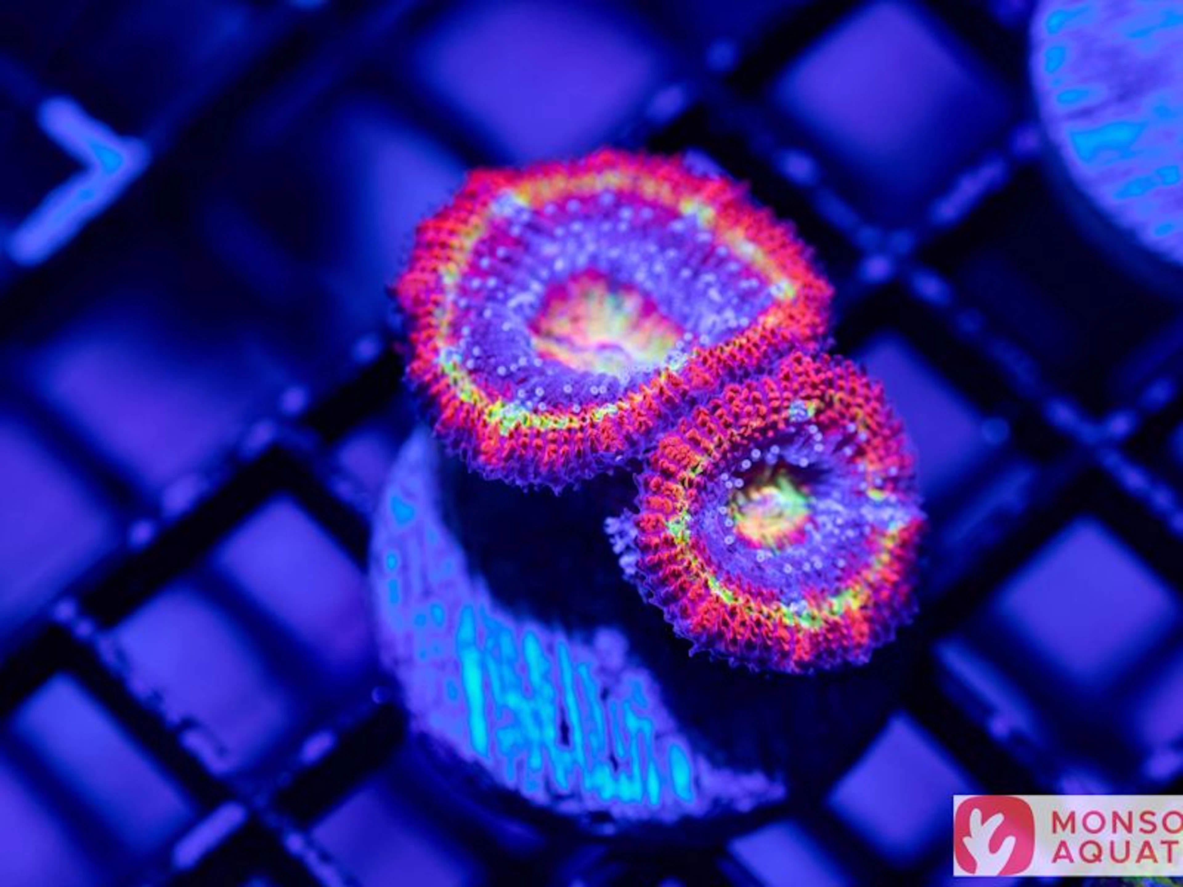 Monsoon Aquatics - Image 5