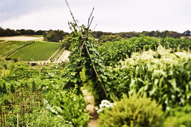 Montalto Vineyard & Olive Grove - Image 5