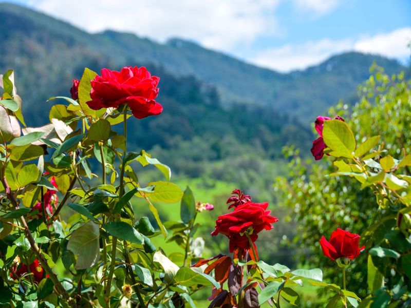 Mountain View Lake Holiday Park - Image 3