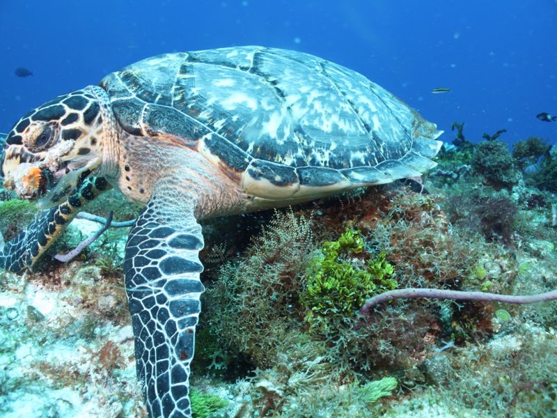 Ningaloo Discovery - Image 2