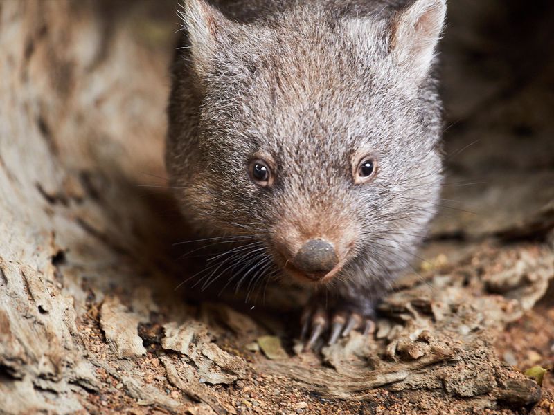 Oakvale Wildlife Park - Image 3