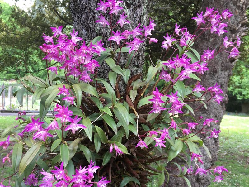 Olinda Country Cottages (Dandenong Ranges) - Image 5