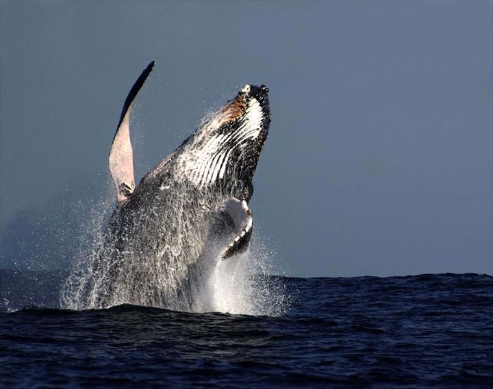 Oz Whale Watching/Sydney Princess Cruises