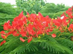 Poinciana Tourist Park