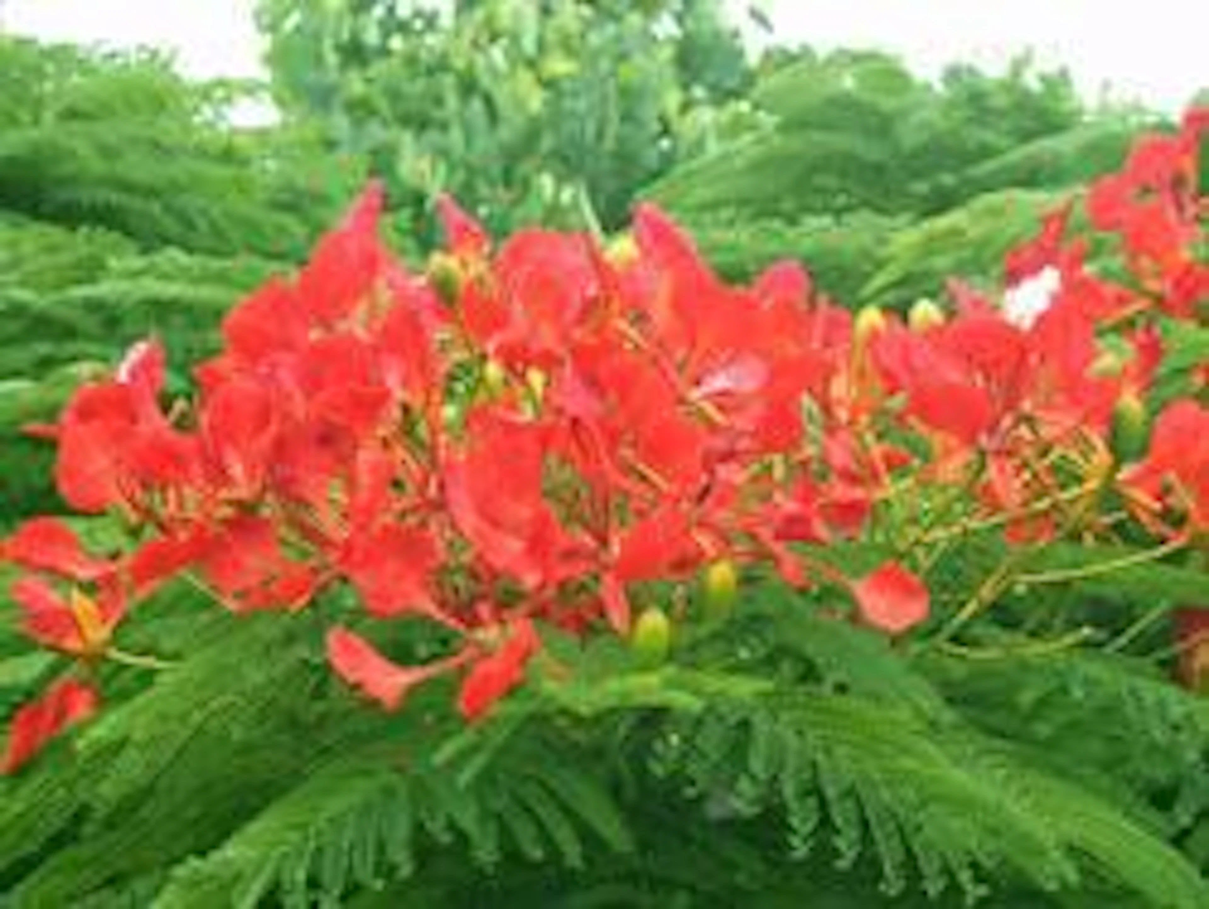 Poinciana Tourist Park