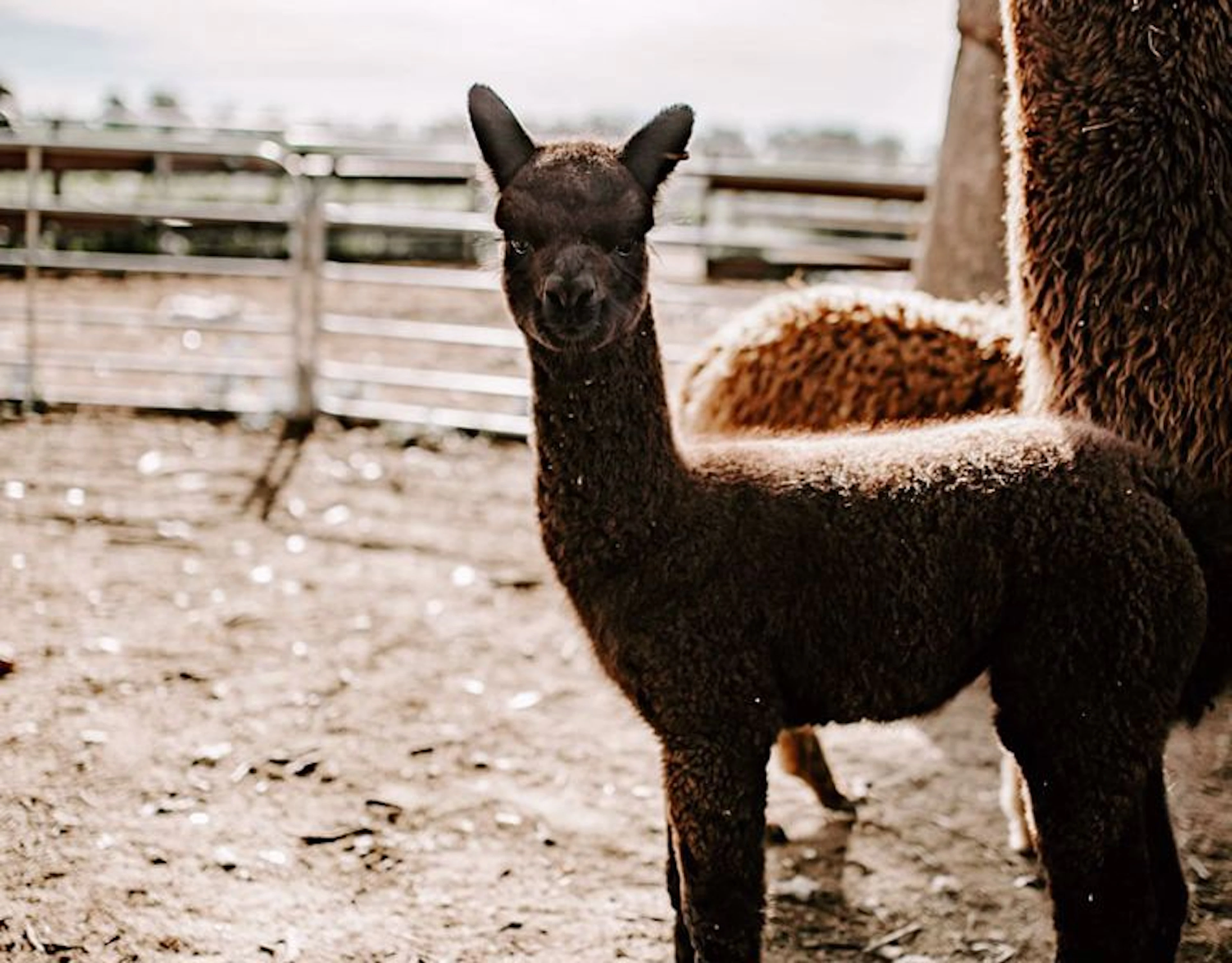 Quentin Park Alpacas and Studio Gallery - Main image