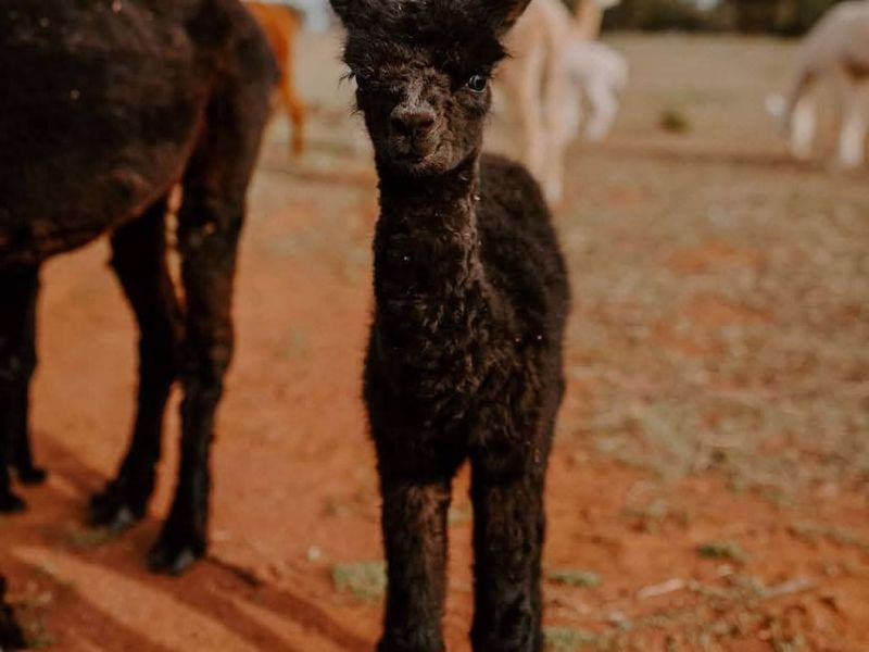 Quentin Park Alpacas and Studio Gallery - Image 3