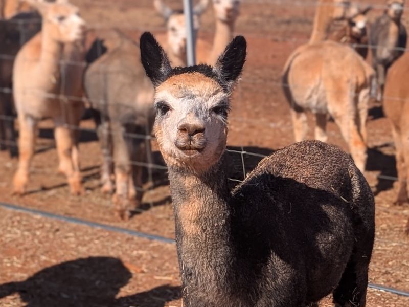 Quentin Park Alpacas and Studio Gallery - Image 4