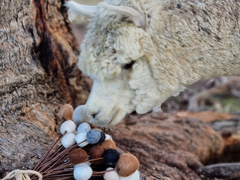 Quentin Park Alpacas and Studio Gallery - Image 5