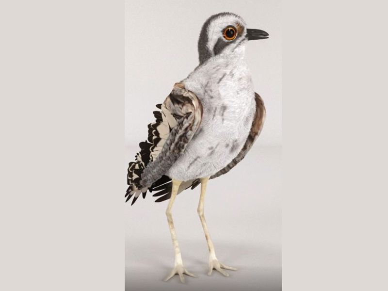 Quilpie Visitor Information Centre