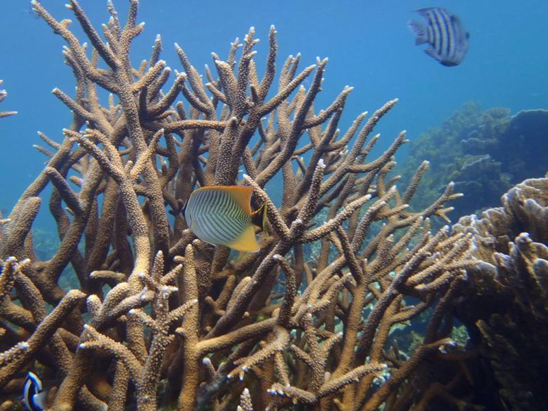 Red Earth Safaris - Image 3