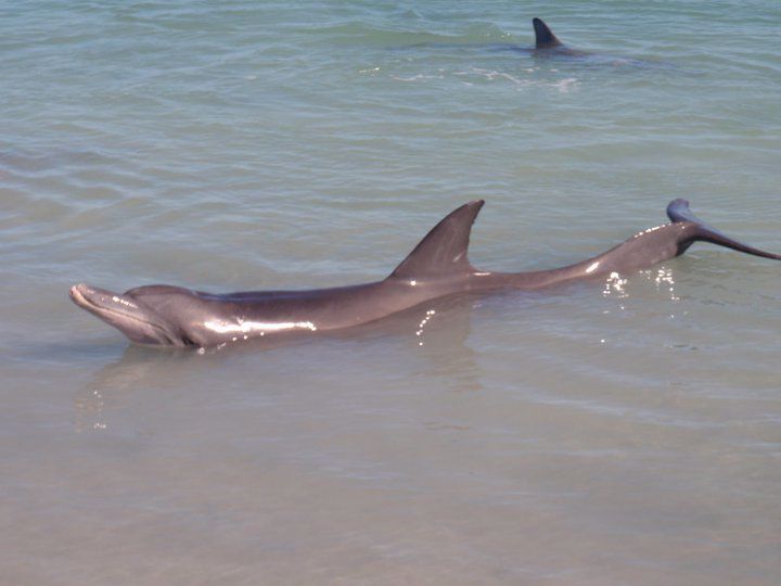 Red Earth Safaris - Image 4