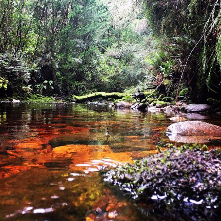 RoamWild Tasmania - Image 3