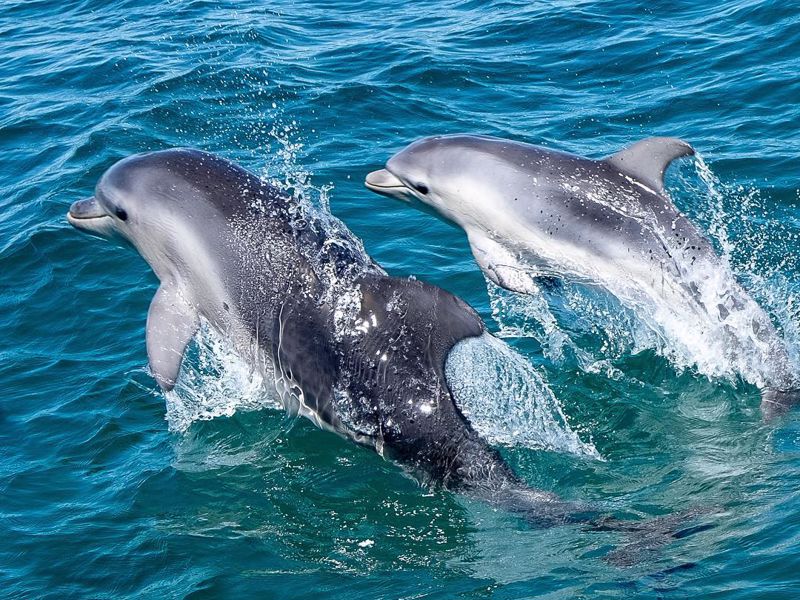 Sea All Dolphin Swims