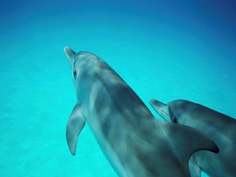 Sea All Dolphin Swims - Image 3