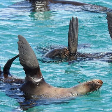 Sea All Dolphin Swims - Image 5