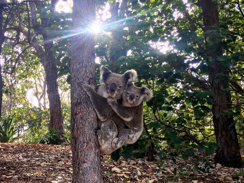 Stradbroke Island Beach Hotel | Spa Resort - Image 5