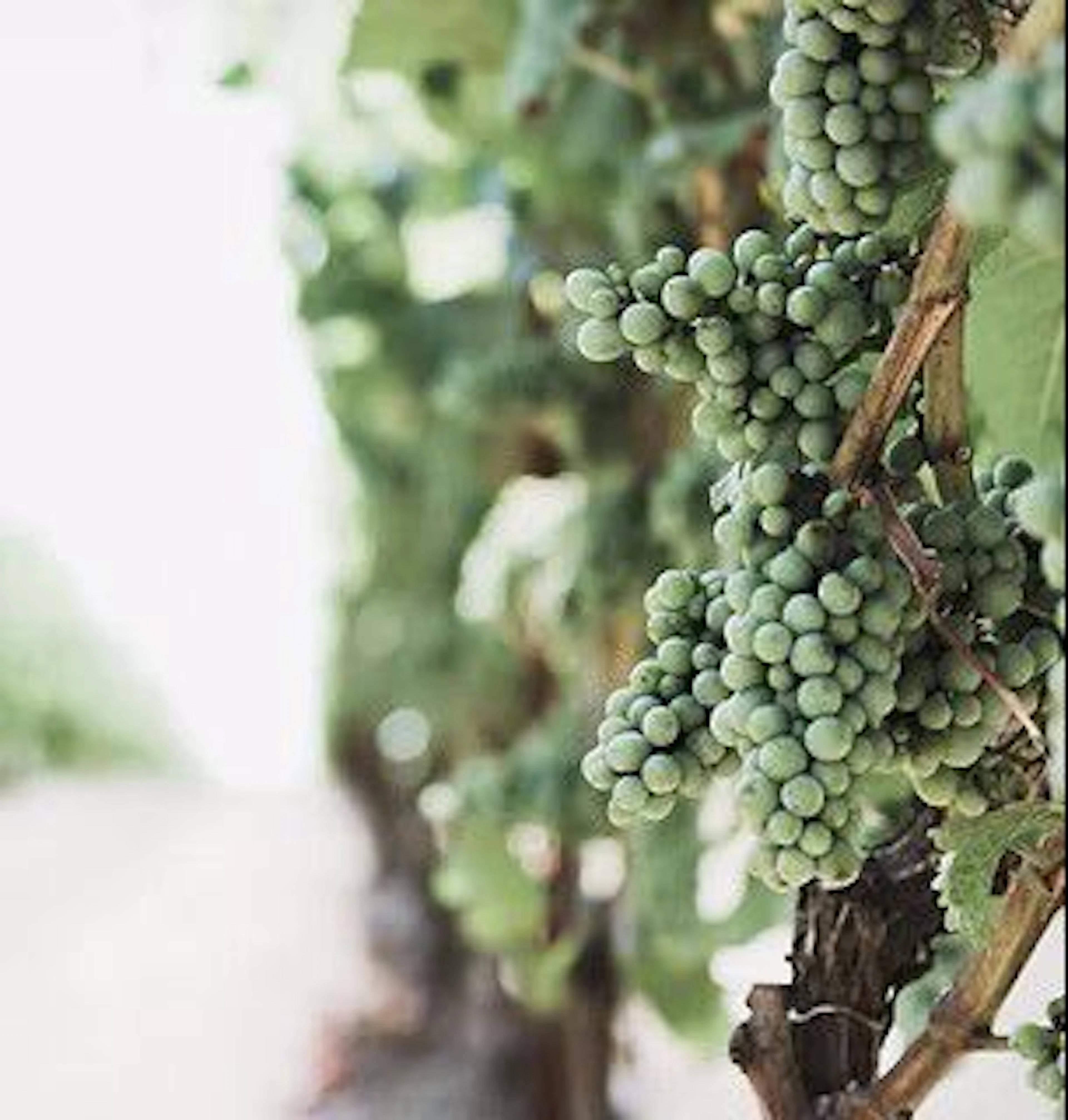 Tamar Wine - Main image