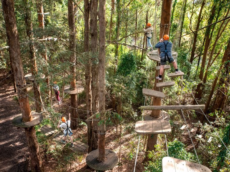 Treetops Adventure Central Coast - Image 4