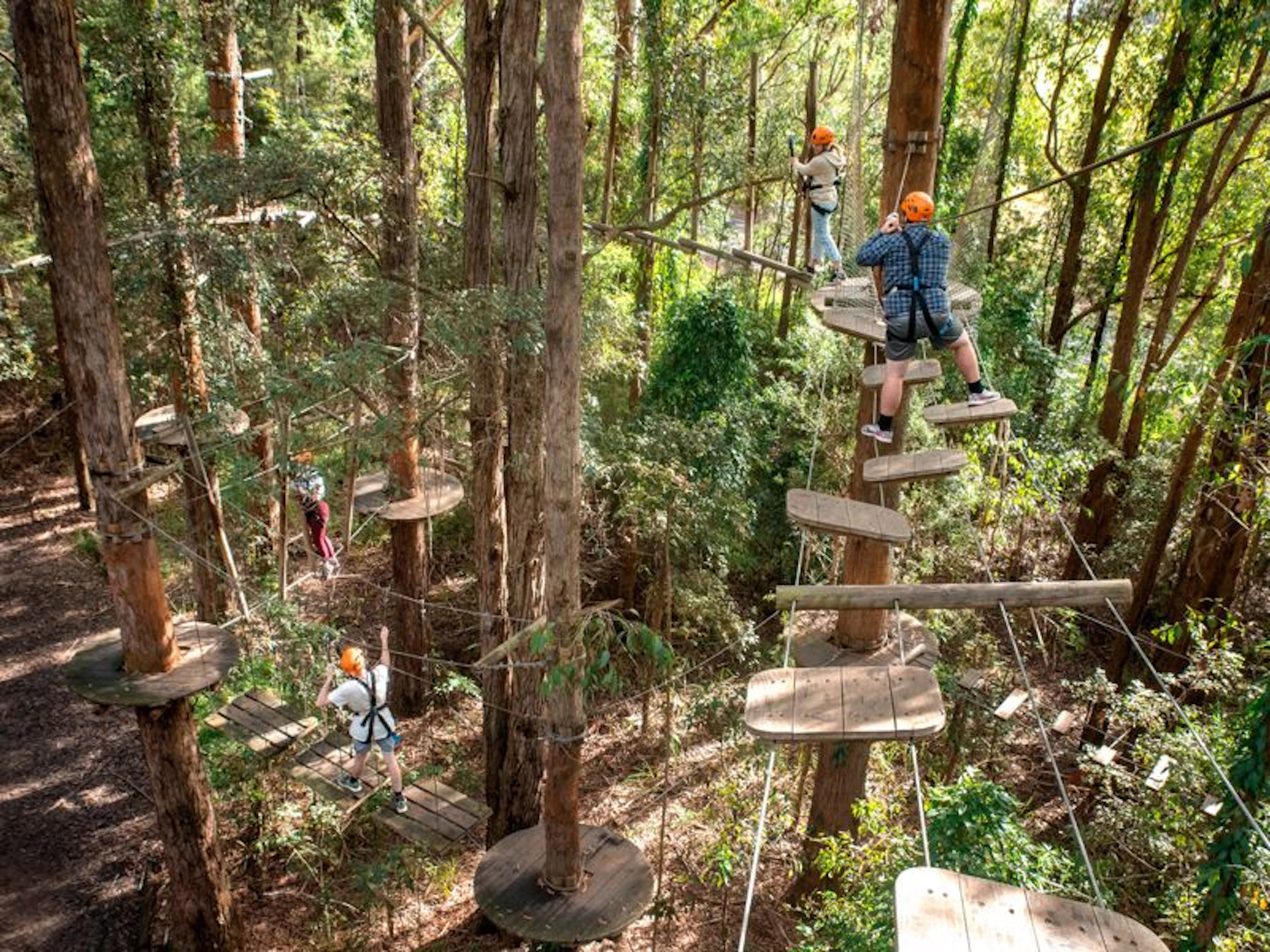 Treetops Adventure Central Coast - Image 4