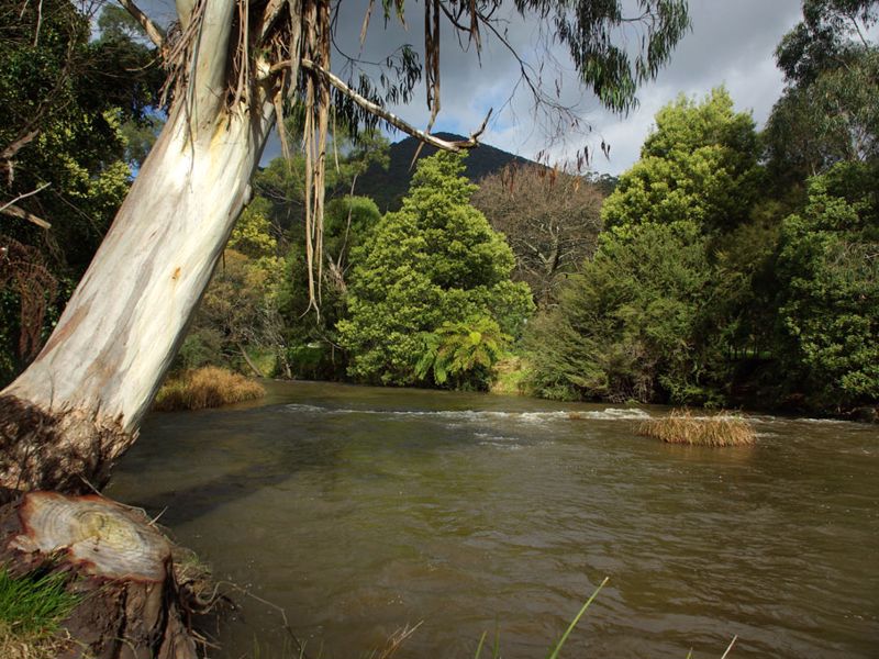 Warburton Bridge Reserve Camping Area - Image 3