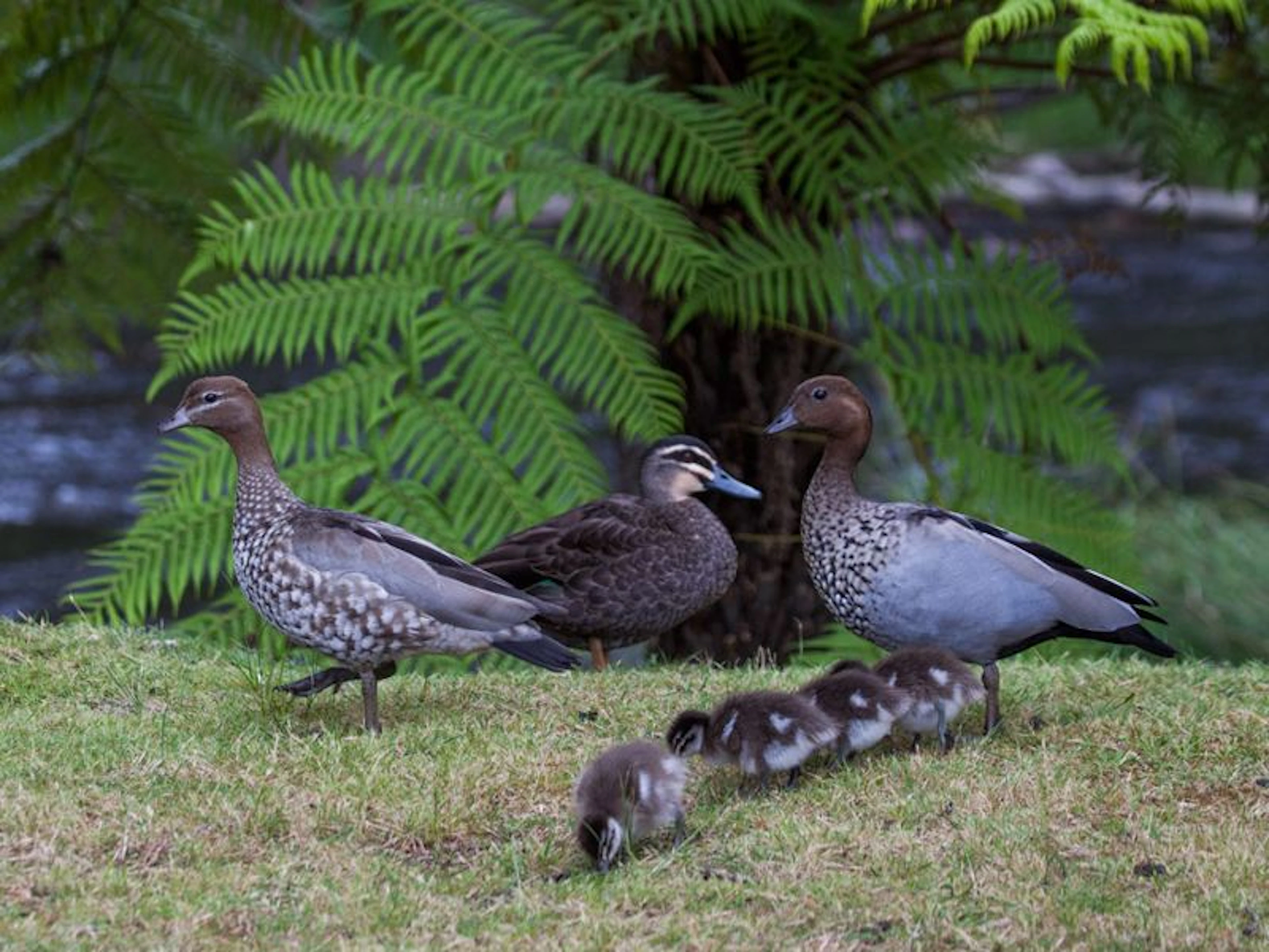 Warburton Bridge Reserve Camping Area - Image 4