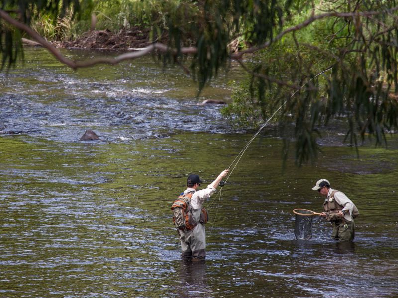 Warburton Bridge Reserve Camping Area - Image 5