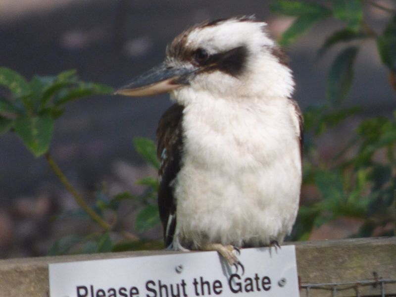 Werekataba - Image 4