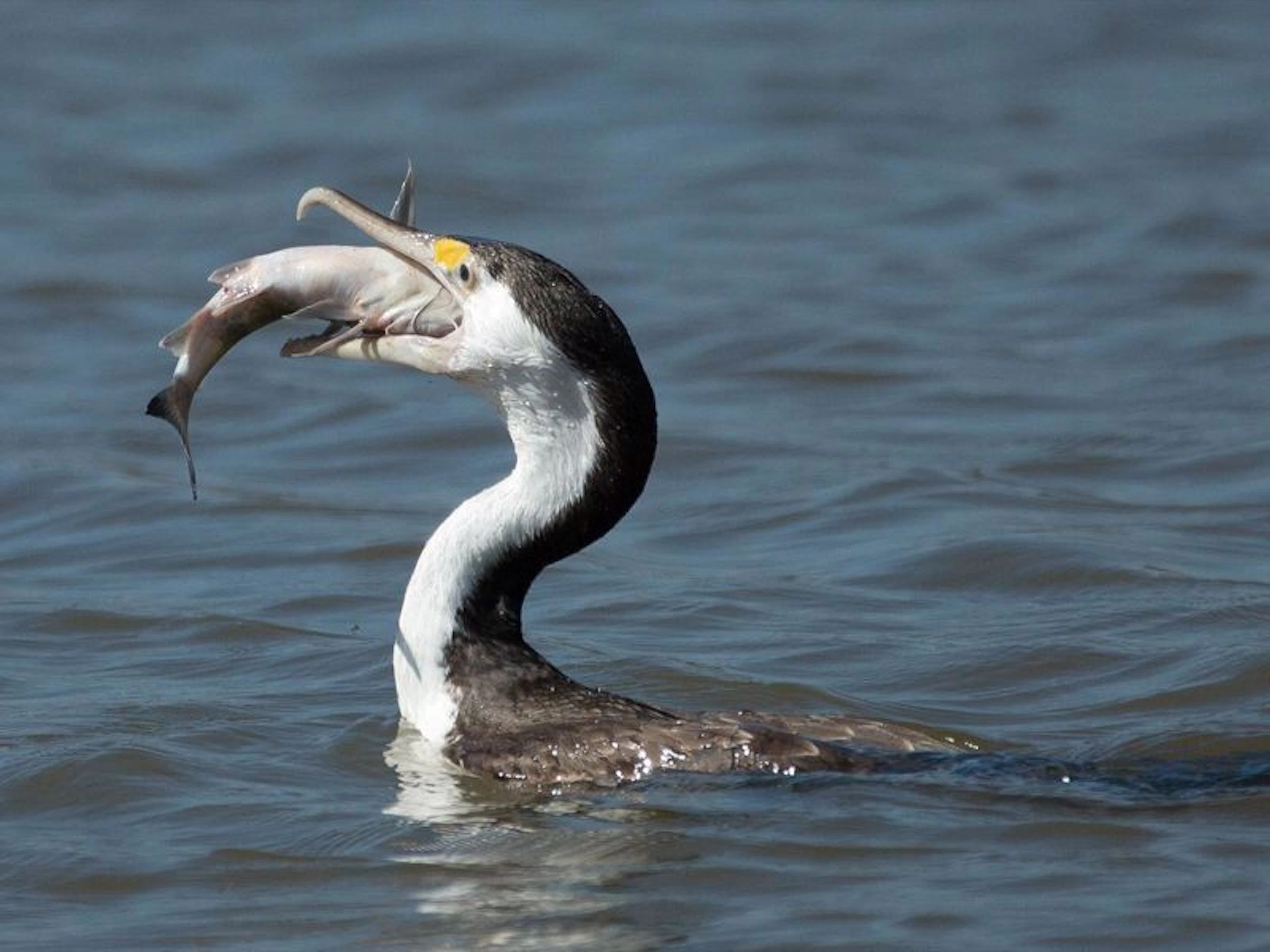 Wetland Cruises - Image 2