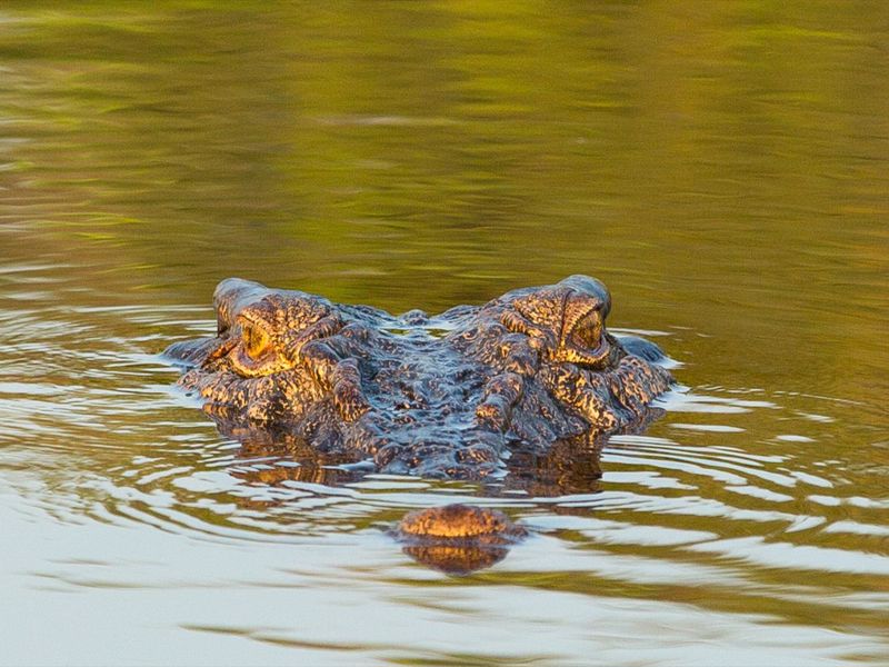 Wetland Cruises - Image 4