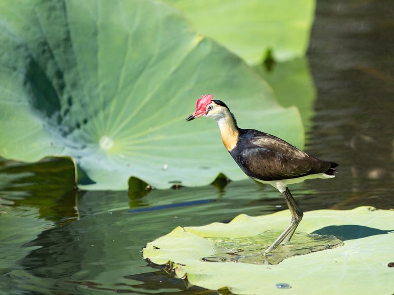 Wetland Cruises - Image 5
