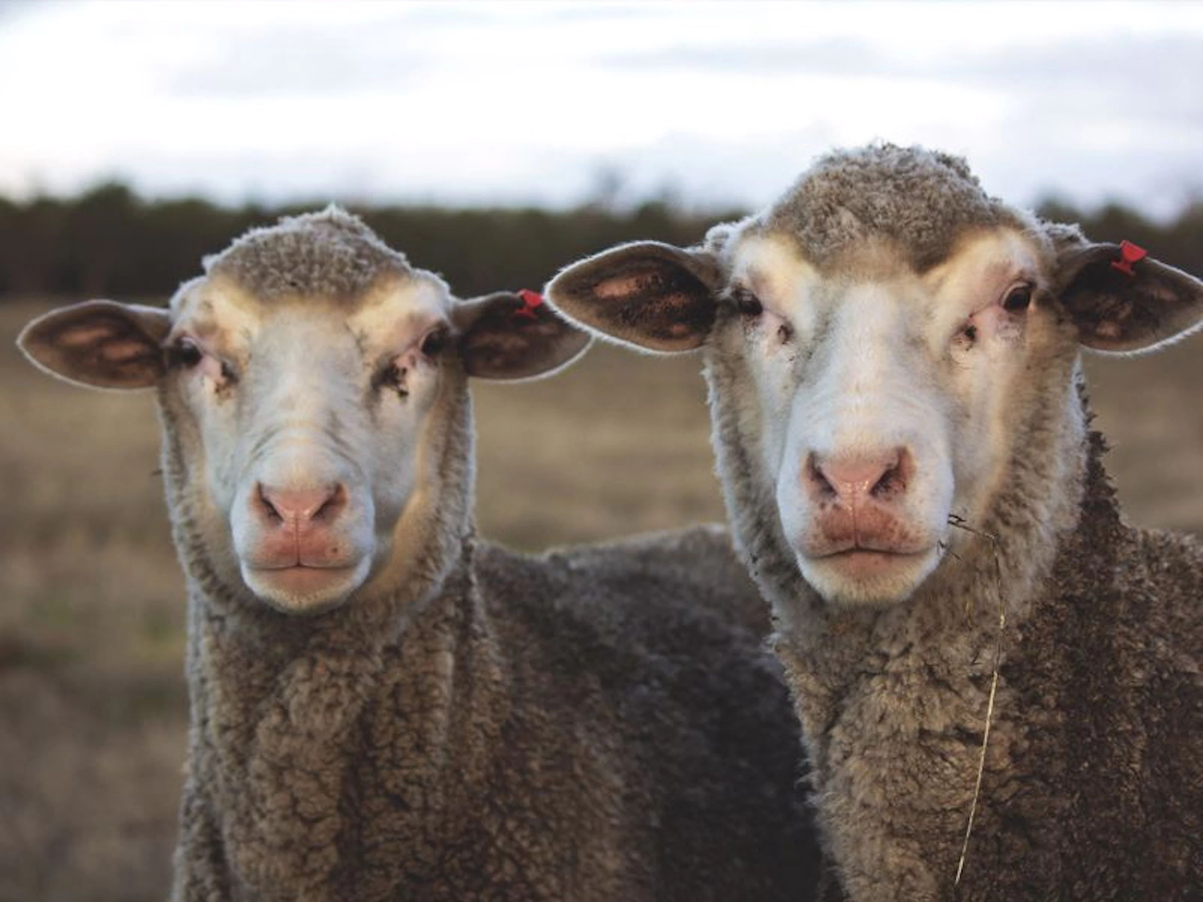 Wilga Farm Stay - Image 2