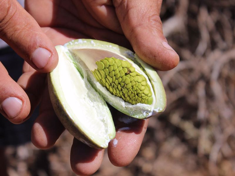 Wooramulla Eco Cultural Journeys - Image 3