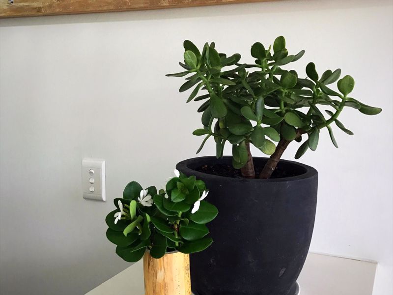 Yeppoon Surfside Motel - Image 3