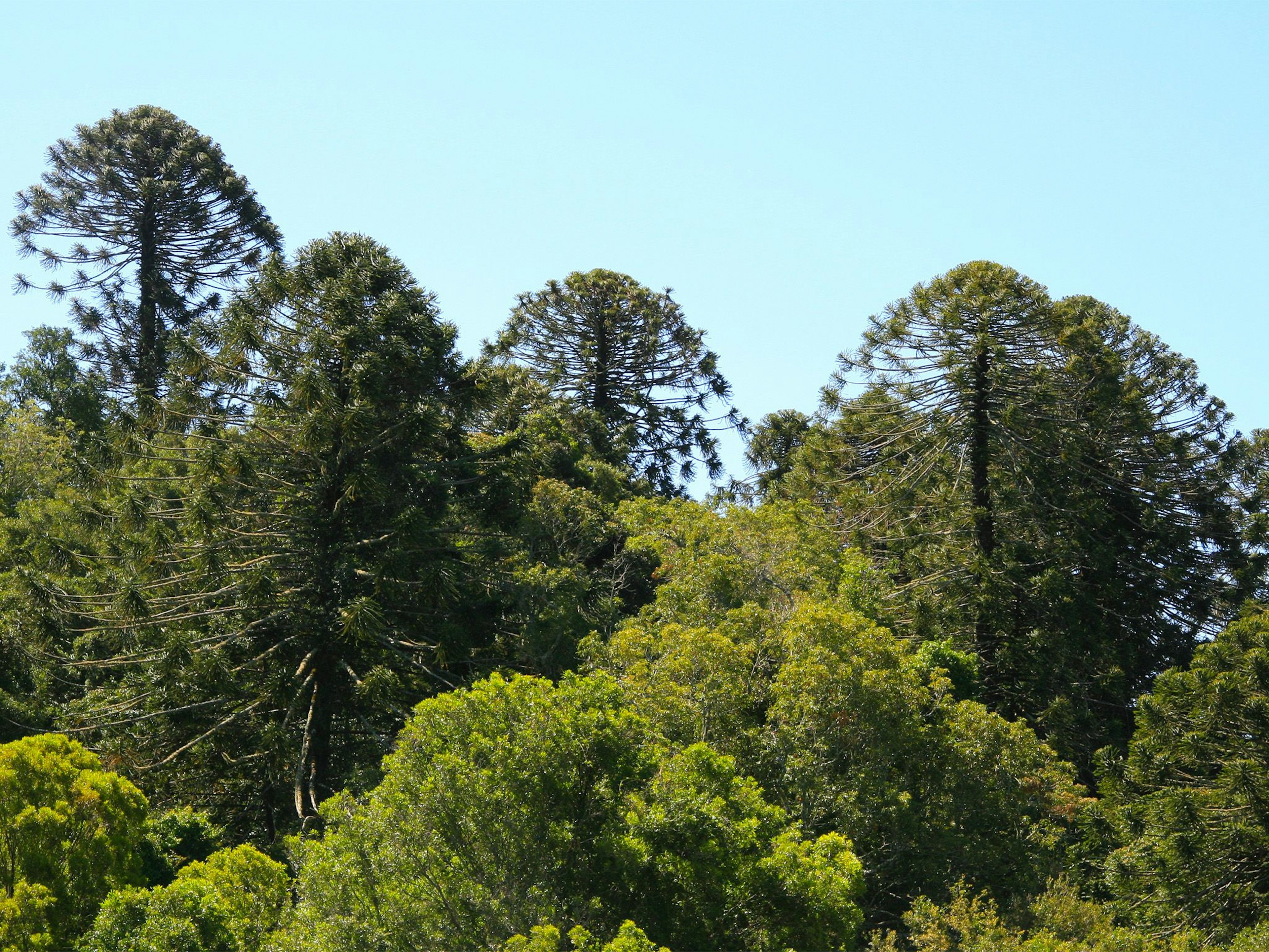 South Burnett landscape