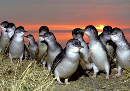 BIG4 Ballarat Goldfields Holiday Park - Main image