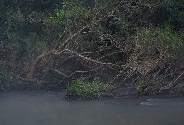 Bigriggen Park Reserve Camping Area - Image 5