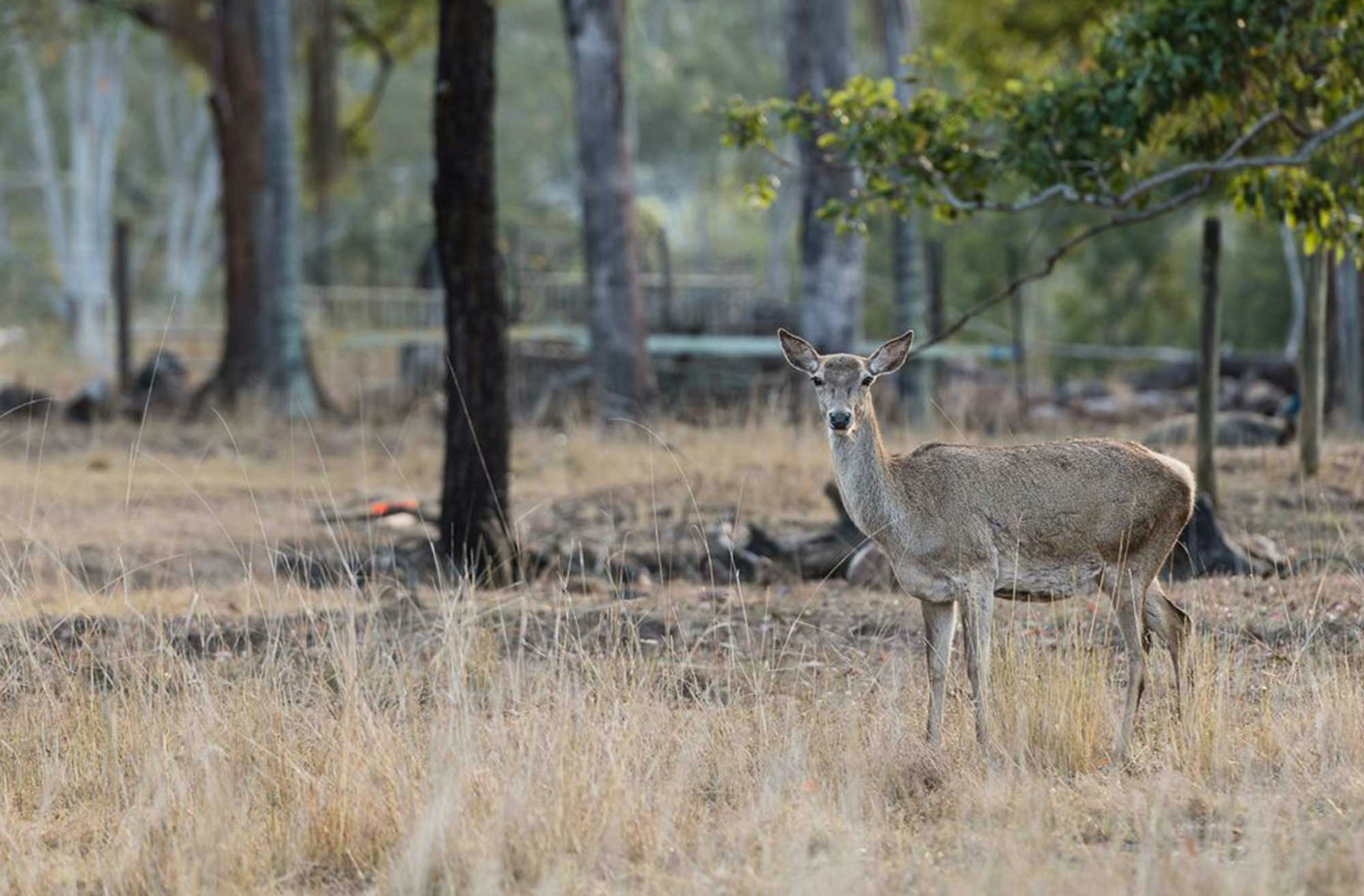Borumba Deer Park Caravan Park - Image 3