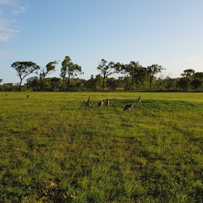 Cape Palmerston Holiday Park - Main image