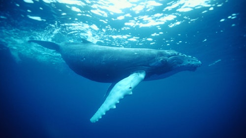 Discovery Parks Eden - Image 4