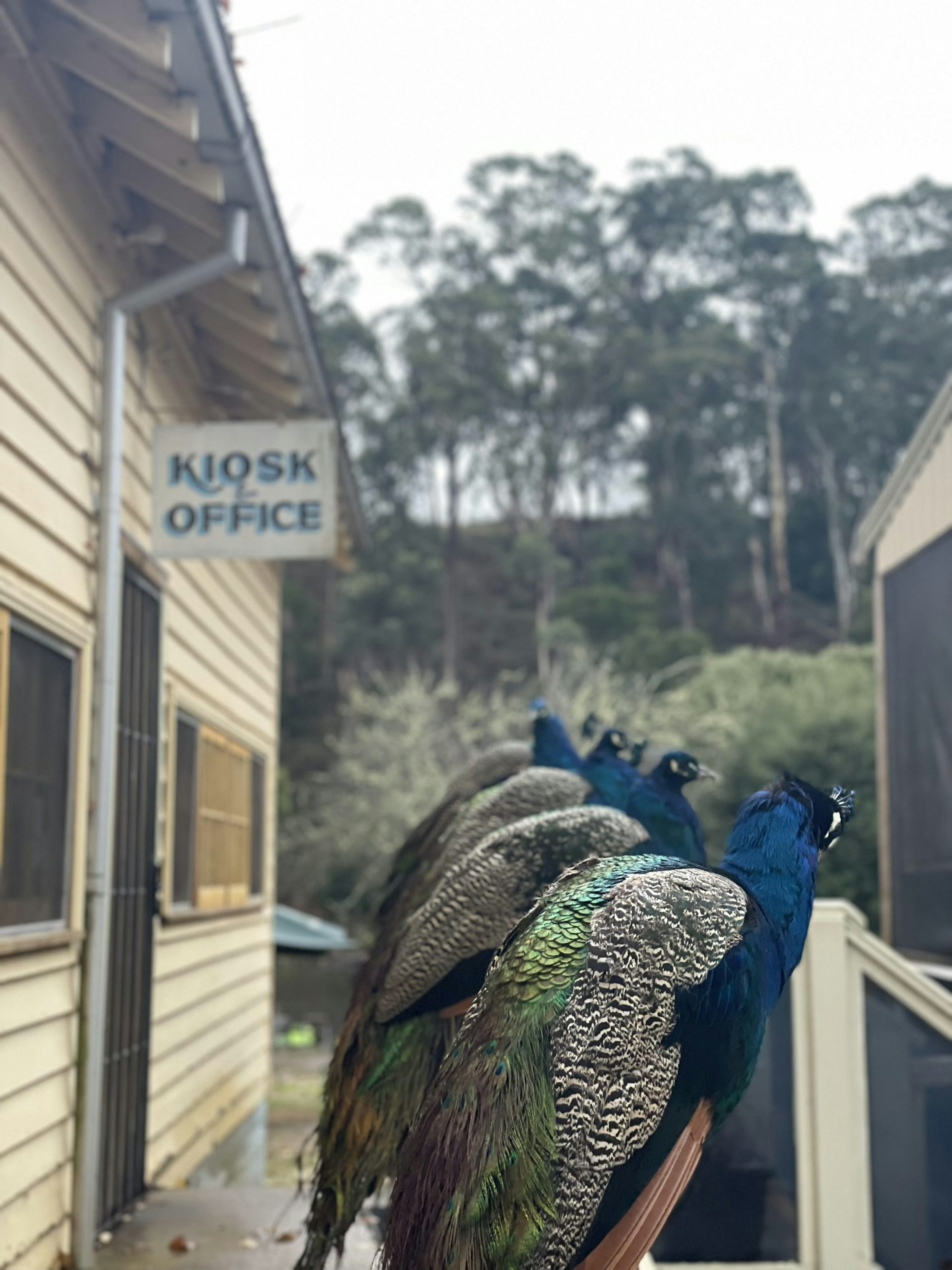 Jubilee Lake Holiday Park - Image 4