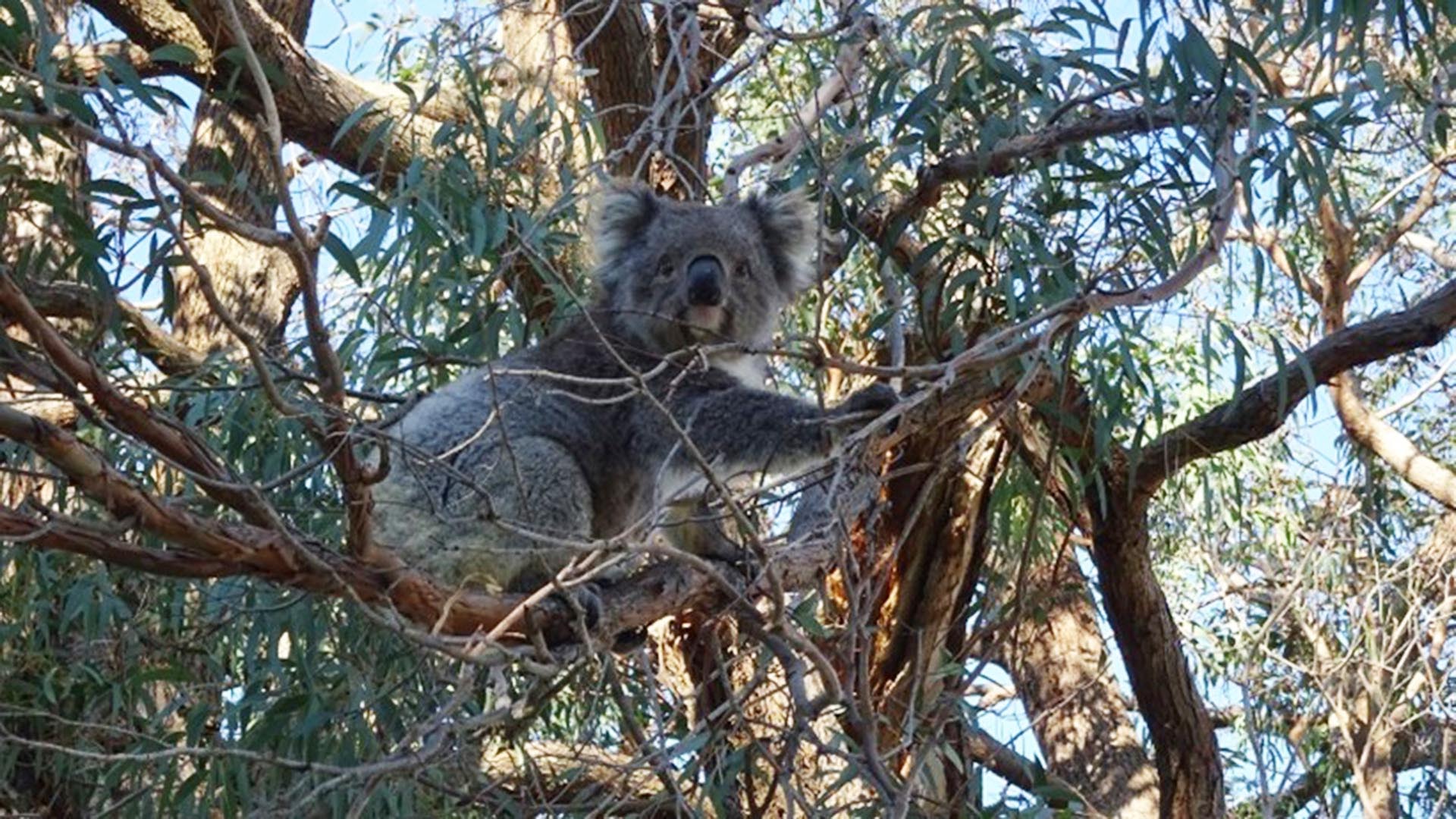 Mallacoota Foreshore Holiday Park - Main image