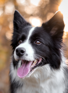 Quairading Caravan Park - Main image