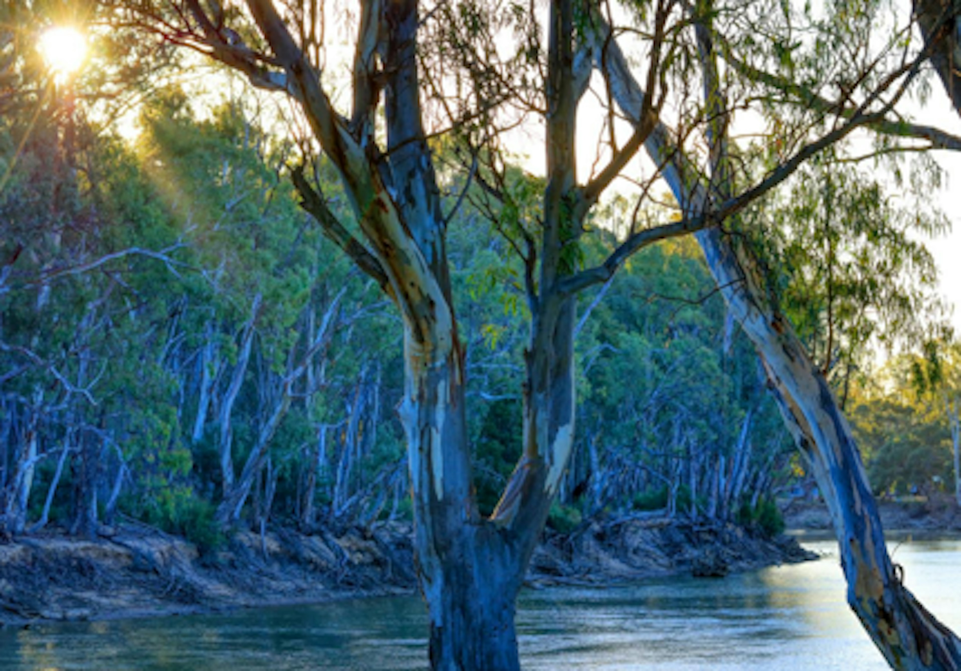Tocumwal Tourist Park - Image 2
