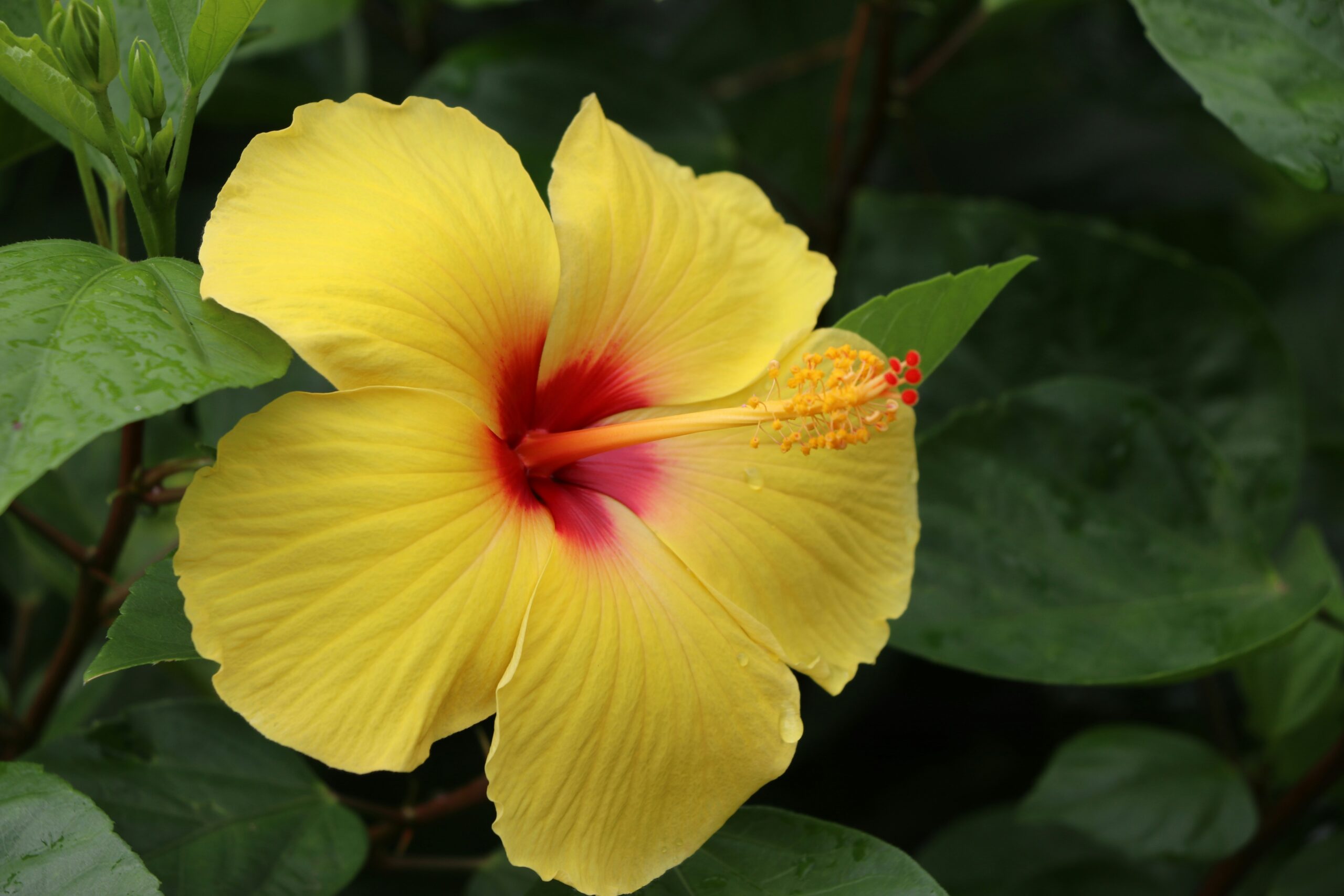 Tropicana Caravan Park Sarina - Image 4