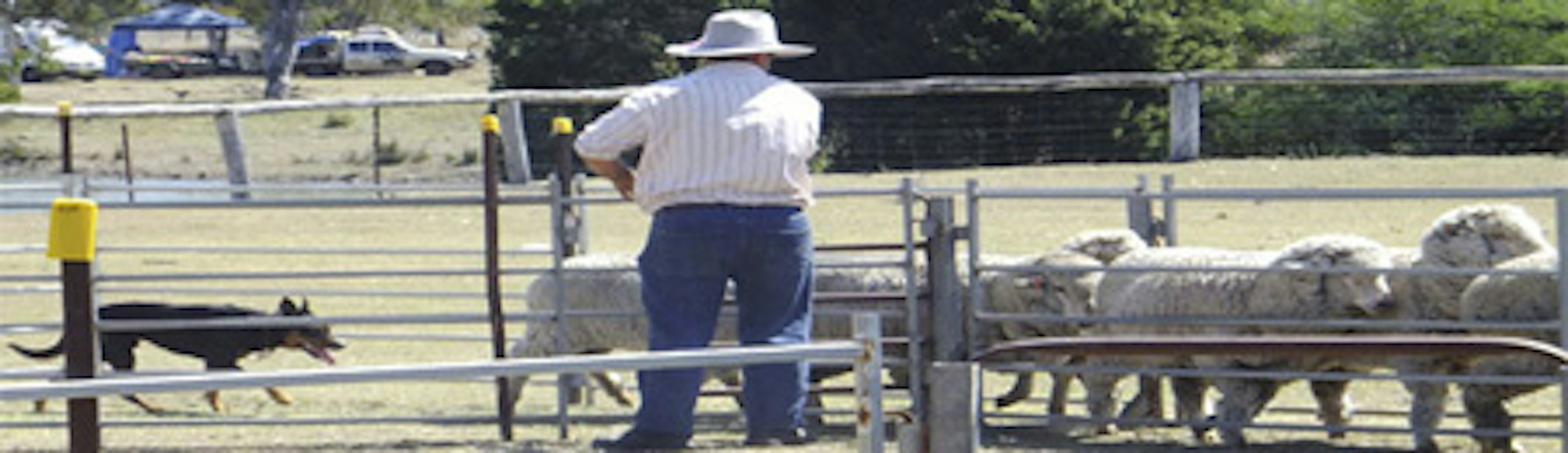 Darling Downs landscape