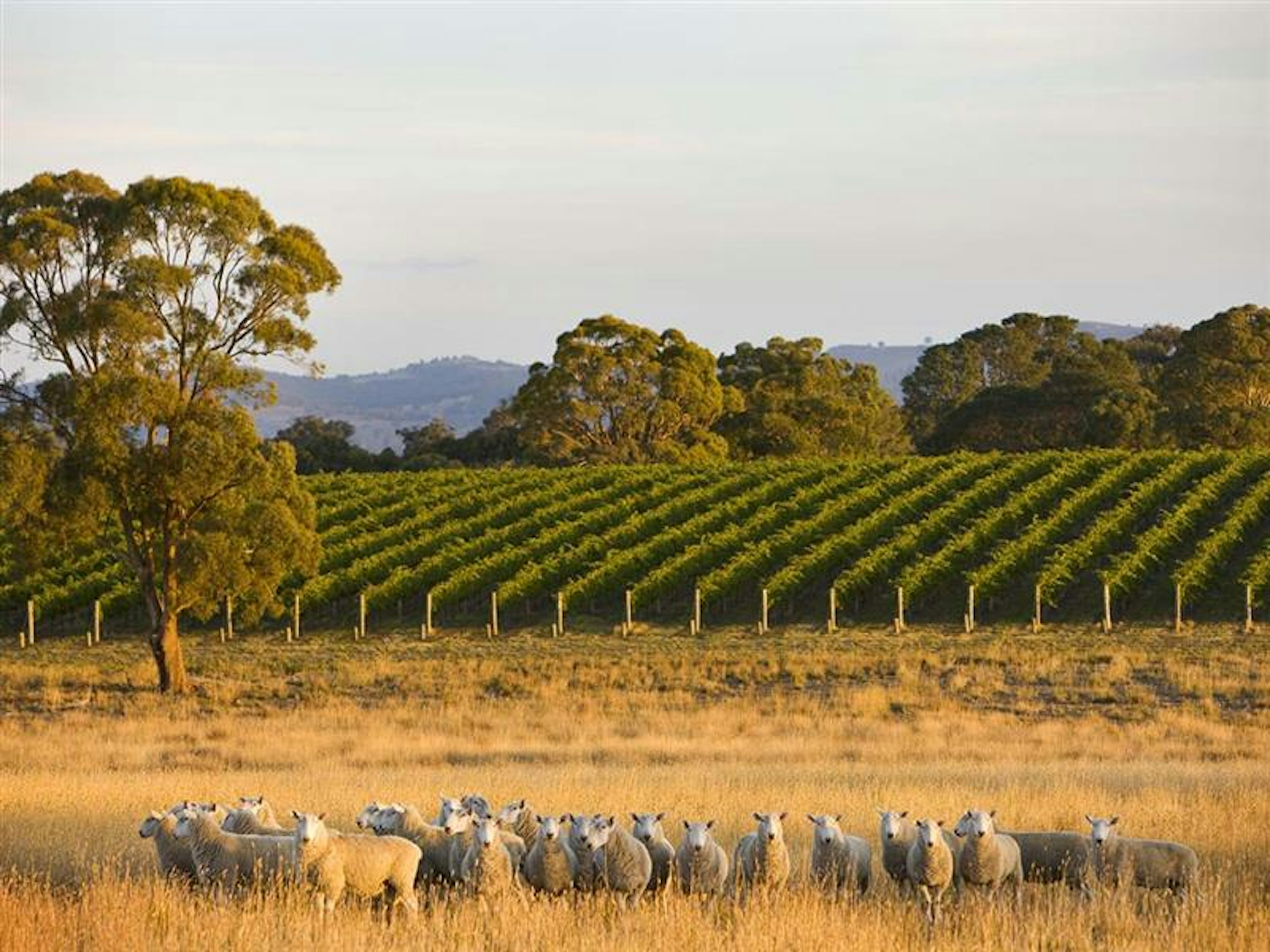 Goulburn Valley landscape