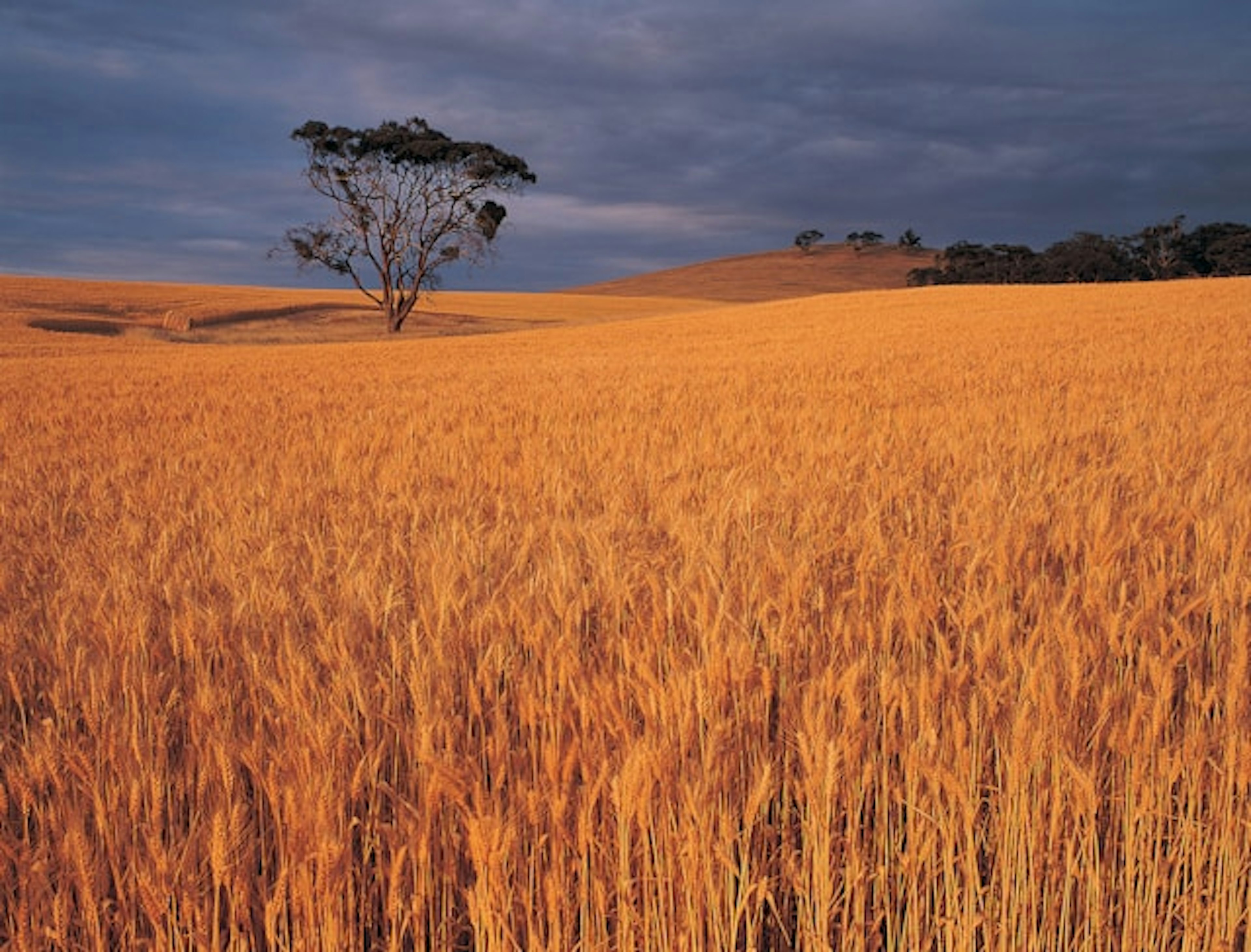 Western Wheatbelt